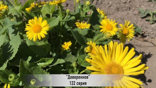 ДОВЕРЕННОЕ 122 серия русская озвучка {ДАТА ВЫХОДА И АНОНС} / Emanet 122. Bölüm смотреть онлайн