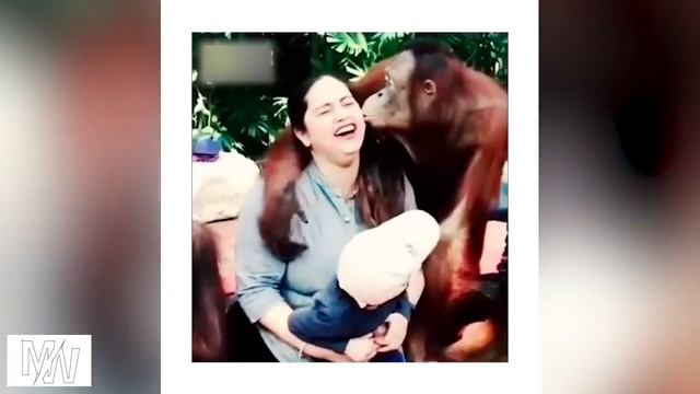 குரங்கு செய்யும் காமெடி சம்பவங்கள் பகுதி -3 | Monkey Funniest Moments | Animals | Part 3 смотреть онлайн