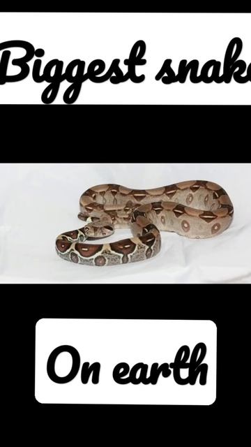 Biggest snake on earth / #ankursinghvideos #short смотреть онлайн