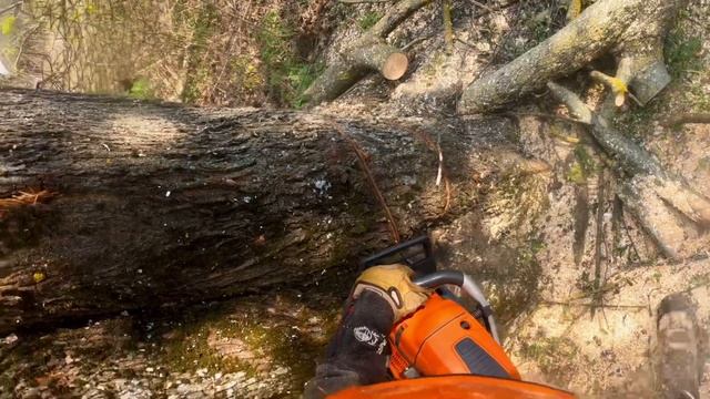 Арбористика | Спил 🪚старого, гнилого, треснутого клёна 🍁подпершего линии электро-передач. смотреть онлайн