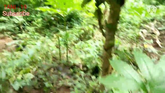 Pupuk Kohe Sekam Padi Penyiangan Pertumbuhan Porang Berubah Subur смотреть онлайн