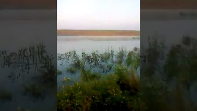 Охота Ягдтерьєр подача з води