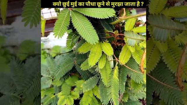 छुई मुई का पौधा छूने से तुरंत मुरझा क्यो जाता है । लाजवंती plant । plants facts । смотреть онлайн