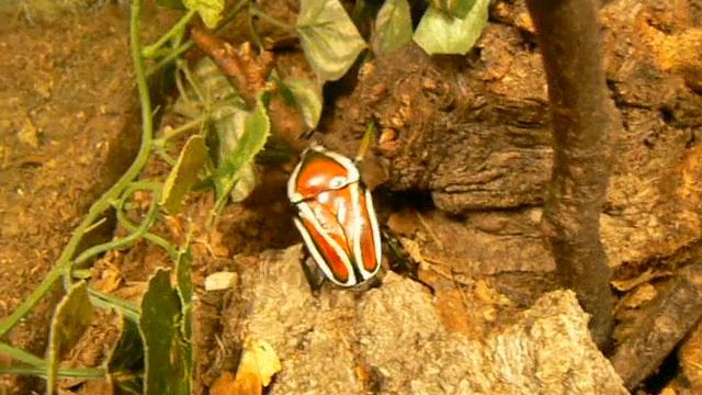 Dicronorrhina derbyana layardi смотреть онлайн