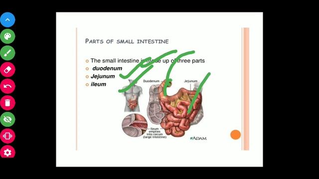 Digestive system смотреть онлайн
