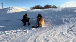 Ранчо на Урале / Обучаем очередного башкирского жеребца / Будни фермера