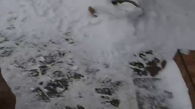 Ка де Бо ,ca De Bou, Perro De Presa Mallorquin  - щенки, вязка