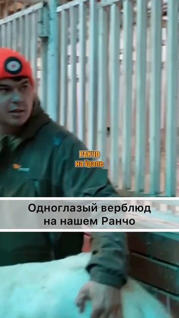 ПРИЮТИЛИ ВЫПАВШЕГО ИЗ ФУРЫ ВЕРБЛЮДА#shorts смотреть онлайн