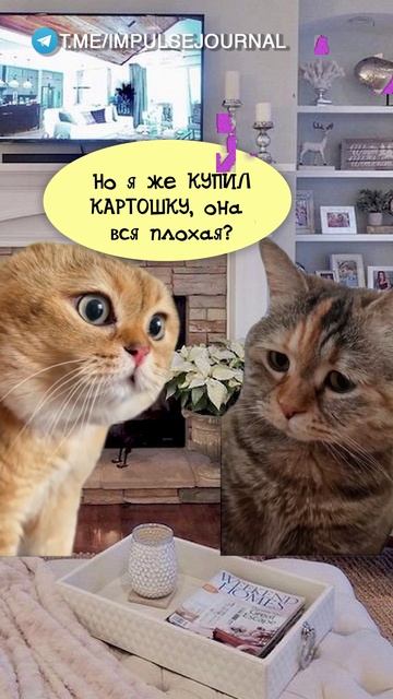 Картофель #мыкотики #вмем #разговор #анекдот #шутки #животные #юмор #кошки #смешное #мемы #скетчи смотреть онлайн