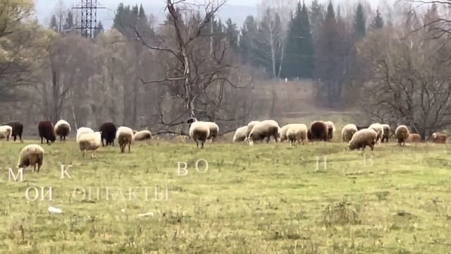 К нашему сожалению пришла пора расставаться/ Табунное разведение лошадей/ Домашнее овцеводство смотреть онлайн
