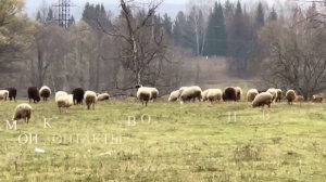 К нашему сожалению пришла пора расставаться/ Табунное разведение лошадей/ Домашнее овцеводство
