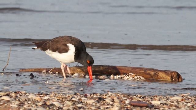 American Oystercatcher - Canon EOS M50 + Tamron SP 150-600mm VC G2 смотреть онлайн