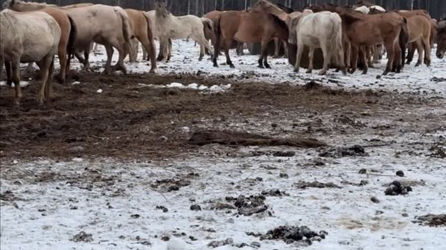 Нашли лучшего оператора для нашего канала | Пытаемся обмануть Башкирских лошадей | Ранчо на Урале смотреть онлайн