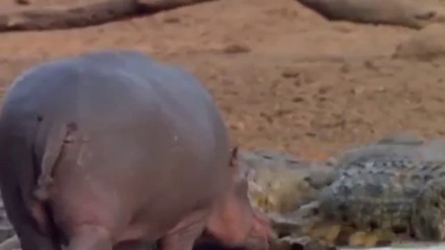 The Moment The Hippo Attacked The Crocodile смотреть онлайн