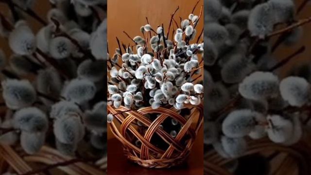 Верба пусть подарит чистый, добрый свет 🌿 смотреть онлайн