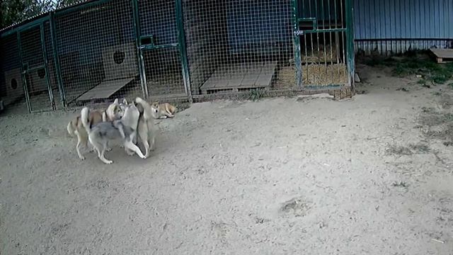 Игры щенков хаски смотреть онлайн