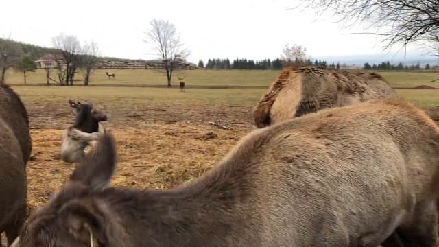 31.10.2021 // «Гринфилд парк» смотреть онлайн