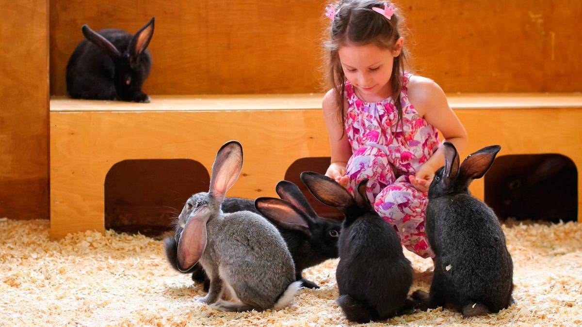 Даже кошка - настоящий лев, когда в своем логове. смотреть онлайн