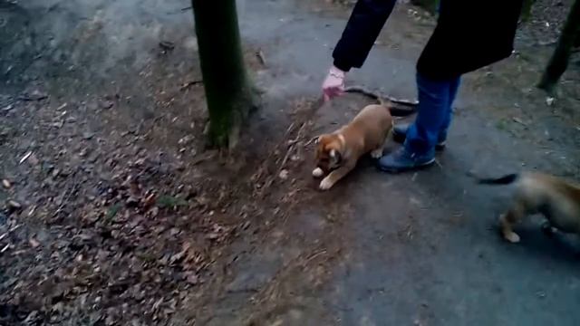 ЖАН-КЛОД ВАН ДАММ и ЖАСМИН ПРИНЦЕССА ВОСТОКА (щенки ка де бо) на прогулке.