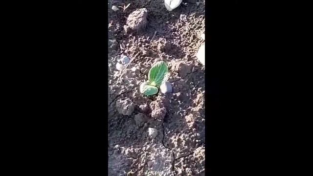 3 этап выращивания органической тыквы в КХ Гришко А И всходы 08 06 2021 смотреть онлайн