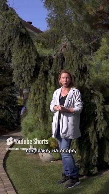 Ель сербская плакучая «Пендула Кук». смотреть онлайн