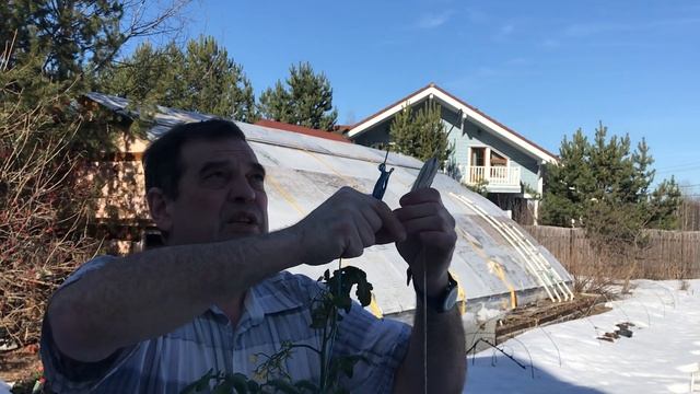 Выращивание томатов на севере вне теплицы по малообъемной технологии смотреть онлайн