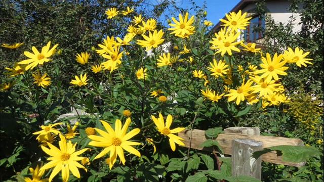 Міхась Зарэцкі "Кветка пажоўклая". Кароткі змест. Аўдыякніга. смотреть онлайн