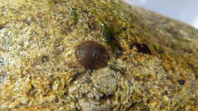 ヒラタドロムシの幼虫２ / ぺったんこで丸い、変な虫 смотреть онлайн