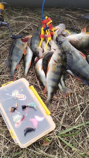 Окунь осенью на новые приманки ZOMBER 🐟🐟🐟🎣