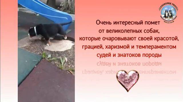 щенки Зенненхунда