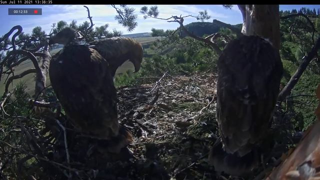 11.07.2021 16:27 Алтын с небольшой птицей. Следом Алтынай. Небольшой перекус смотреть онлайн