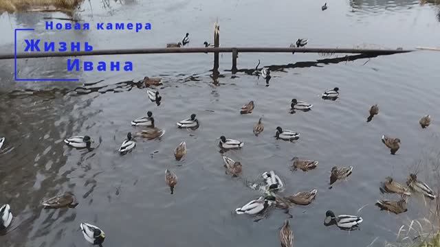 Новая камера