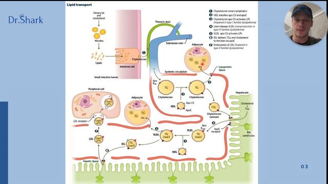 Липопротеины, их виды и функции. Биохимия обмена липидов. Важнейшая тема простым языком! смотреть онлайн