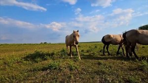Ранчо на Урале | Урожая как не было так и нет | Ждем экстремальную зиму