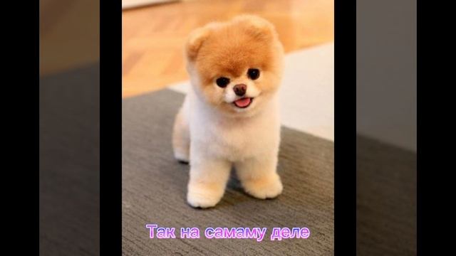 Как думает моя собака