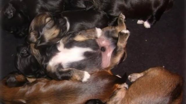 Lhasa Apso X Shih Tzu Puppies (1)