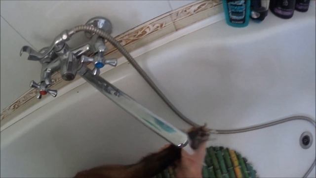 Fox tells about her life with a human смотреть онлайн