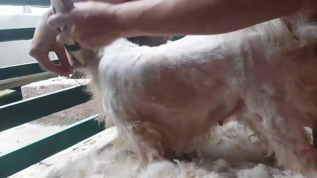 Shaving my Dog Chloe