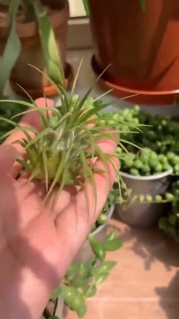 Воздушное растение, которому не нужен горшок! #растения #garden смотреть онлайн