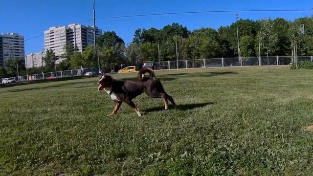 Dog Trot SlowMotion (GoPro) - Appenzeller Sennenhund