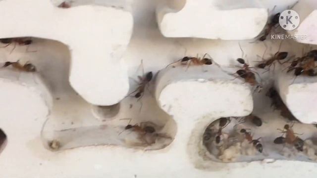 Camponotus consobrinus et nigriceps un joyeux suivi смотреть онлайн