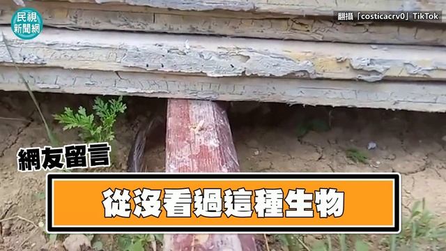 像從動畫出來「盲鼴鼠」！狂吸2千萬觀看網驚：從沒看過這種生物－民視新聞 смотреть онлайн