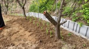 Южная Корея 🏠22 апреля/Утро/Мой огород в Корее/Продолжаю посадки/Не умею работать на 20%/Соседи