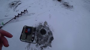 ура нашел лед в с ним судака #рыбалка на #дону #зима #дон #балансир #судак #щука