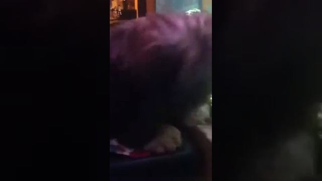 Рыбалка щенка Лхаса апсо смотреть онлайн