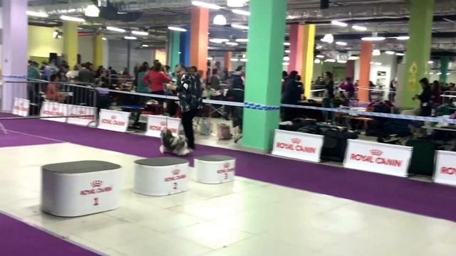 30.04.18 National Lhasa Apso Club Show in Moscow смотреть онлайн