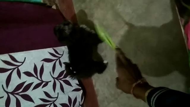 Black Lhasa Apso Cute Puppy Playing With Corn Scrap