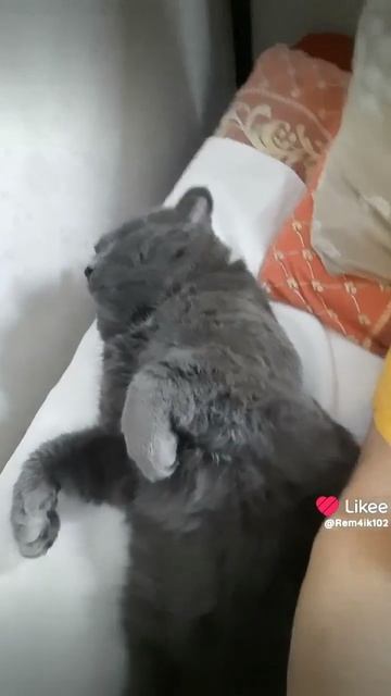 Вдвоем с котом😀 смотреть онлайн