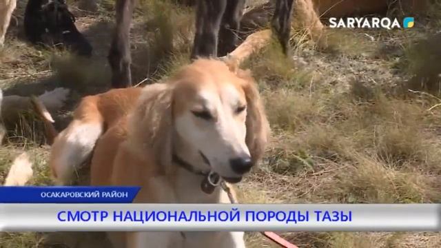 СМОТР НАЦИОНАЛЬНОЙ ПОРОДЫ ТАЗЫ