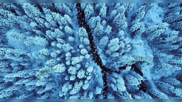 #60fps Зимние леса, 31 декабря 2021 год смотреть онлайн